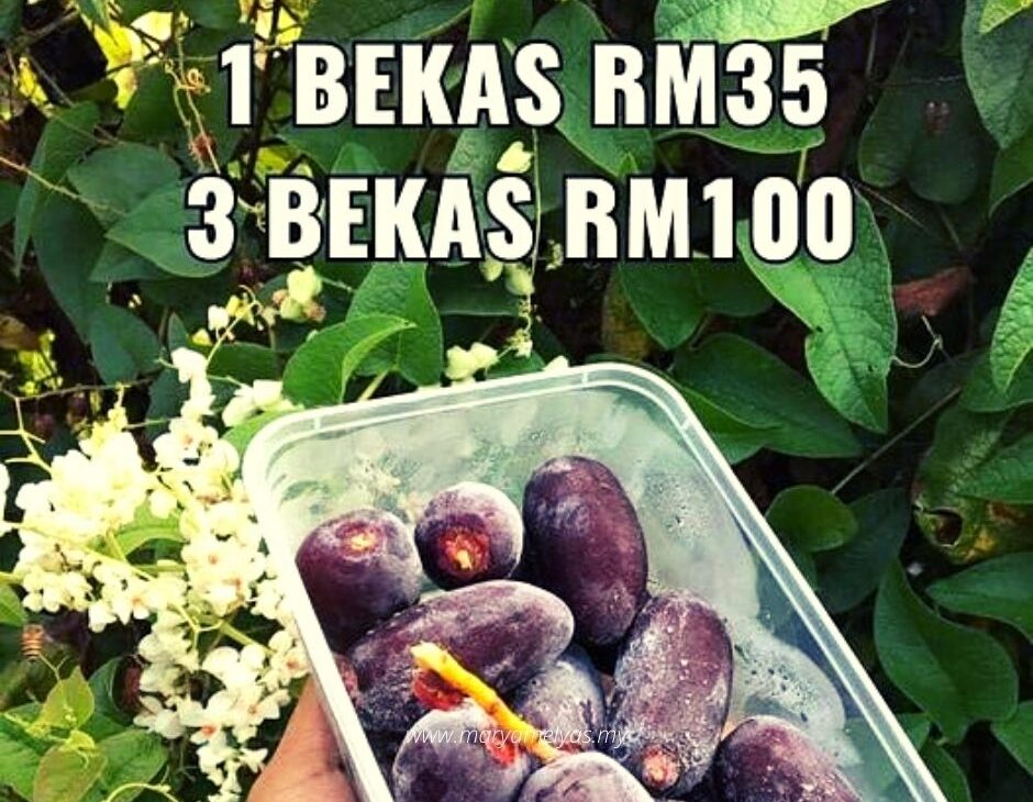 kurma sejuk